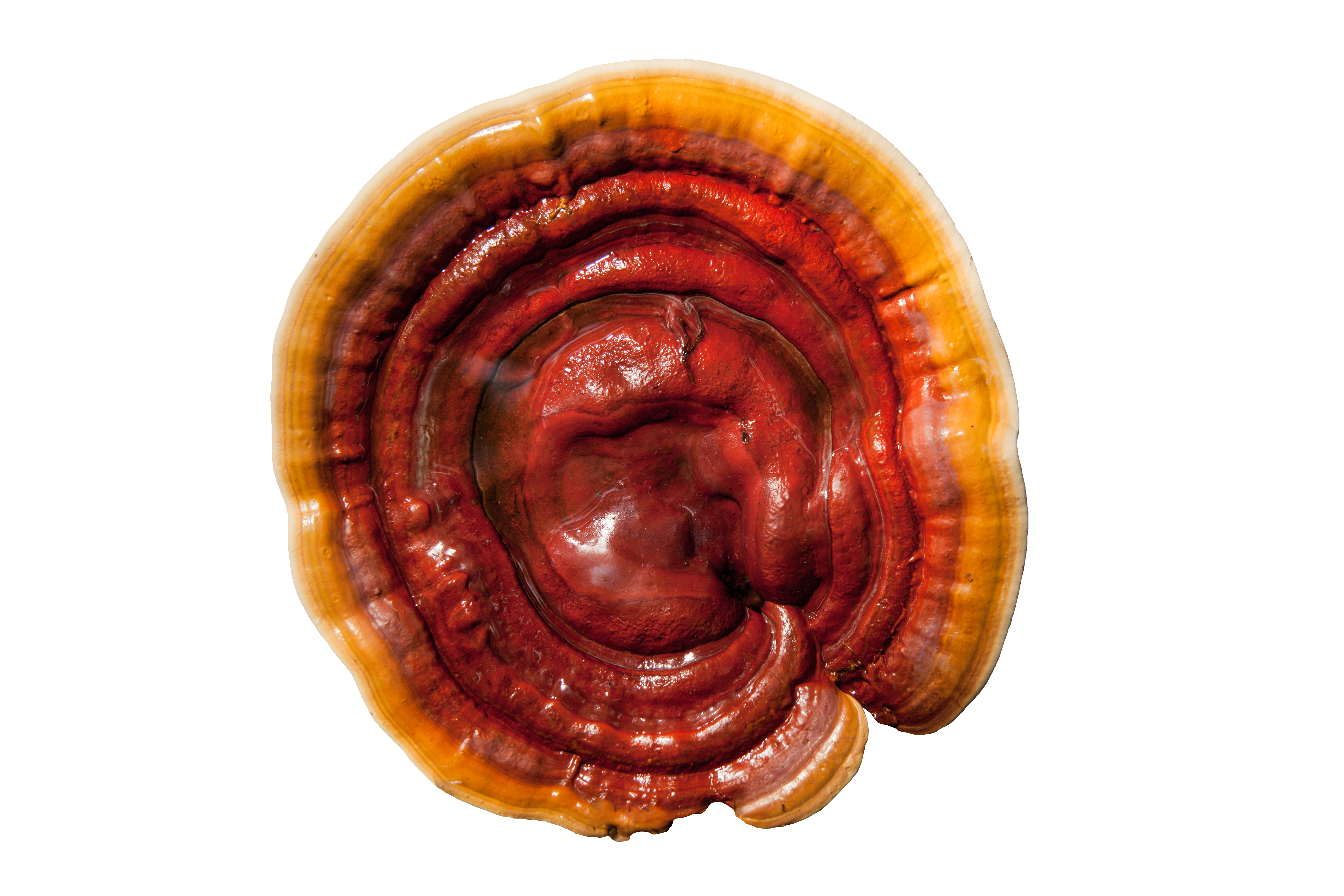 Wholesale mushroom supplement